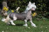 CHIEN NU CHINOIS 070